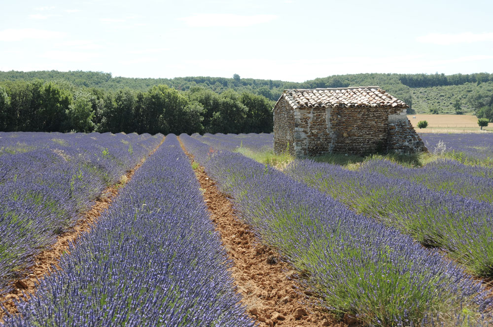 lavandes domaine ferrotin